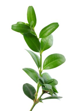 Boxwood şubesi beyaz arka planda izole edilmiş. Yeşil boxwood filizi. Kesme yolu olan buxus