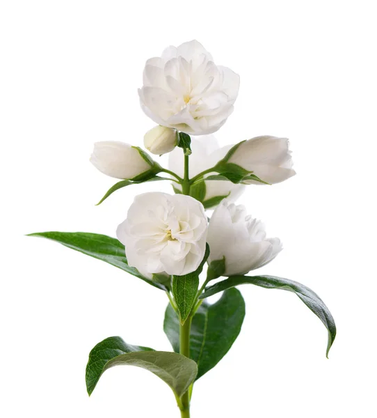 Fleur Jasmin Isolée Sur Fond Blanc Branche Fleurs Jasmin Éponge — Photo