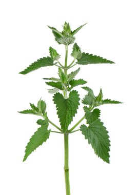 Beyaz arka planda limon merhemi dalı var. Melissa bitki. Taze yeşil yaprak nanesi. Kesme yolu