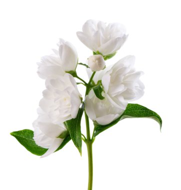 Yasemin çiçeği, beyaz arka planda izole edilmiş. Beyaz Terry Jasmine çiçekleri dalları