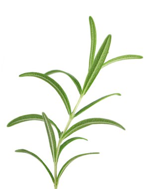 İnce dal taze biberiye beyaz arka plan üzerinde izole. Biberiye dalı