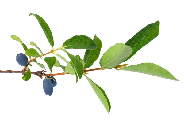 白い背景に緑色の葉が孤立したスイカズラの小枝 ハニーサックルの熟した果実 クリッピングパス — ストック写真