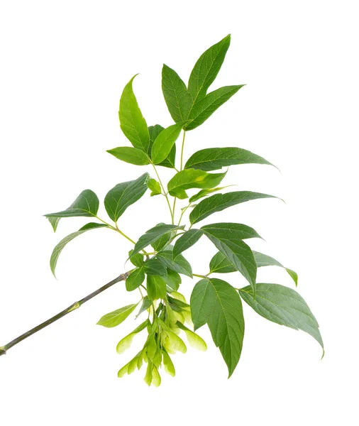 Feuille Érable Branche Isolée Sur Fond Blanc Feuilles Graines Érable — Photo