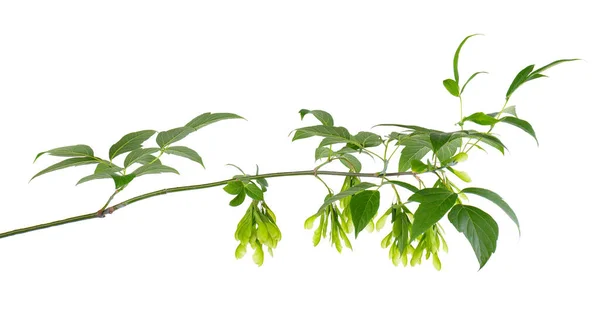 Відгалуження Листочків Ізольоване Білому Тлі Maple Acer Neundo Листя Насіння — стокове фото
