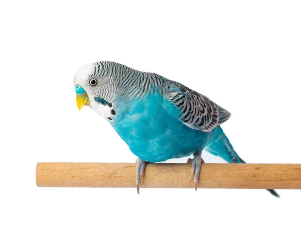 Budgie Azul Isolado Fundo Branco Pássaro Papagaio Ondulado — Fotografia de Stock