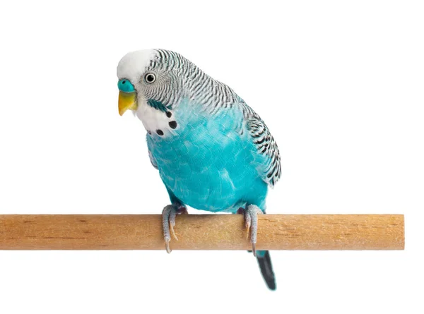 Μπλε Budgie Απομονώνονται Λευκό Φόντο Πουλί Κυματιστός Παπαγάλος — Φωτογραφία Αρχείου