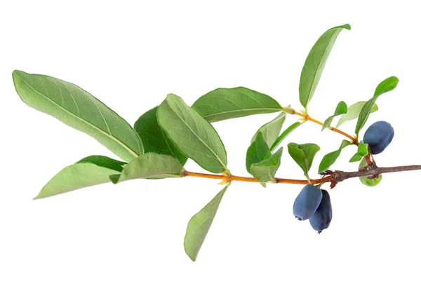 Honeysuckle Twig Green Leaves Isolated White Background Ripe Berries Honeysuckle — Stock Photo, Image