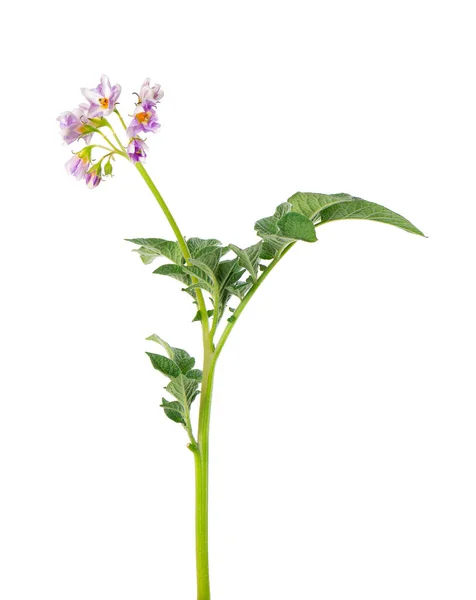 Potatisbuske Med Rosa Blommor Isolerad Vit Bakgrund Blommande Potatis Buske — Stockfoto