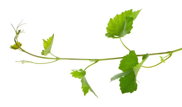 Druivenbladeren Wijnrank Tak Met Ranken Geïsoleerd Witte Achtergrond Clipping Pad — Stockfoto