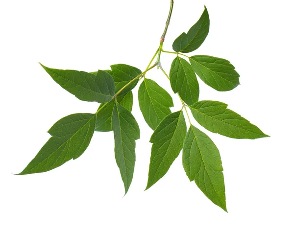 Ashleaf Javor Větev Izolované Bílém Pozadí Maple Acer Negundo Leaves — Stock fotografie