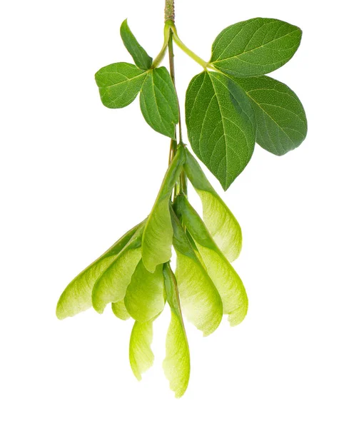 Ветка Кленового Яблока Изолирована Белом Фоне Maple Acer Negundo Листья — стоковое фото