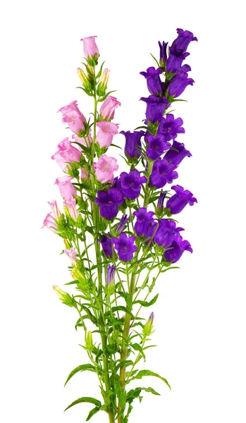 Campanula Medium Bloemen Geïsoleerd Witte Achtergrond Boeket Van Canterbury Klokken — Stockfoto