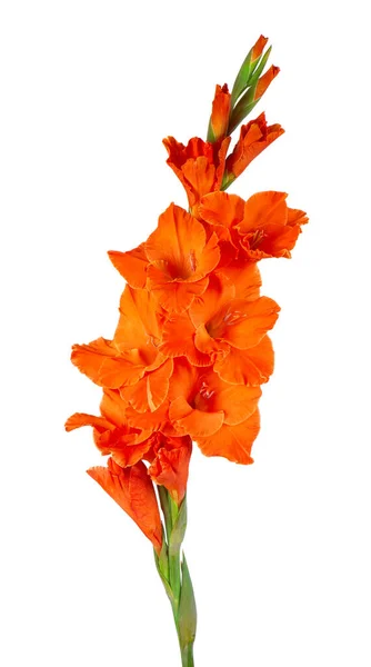 Bunga Gladiolus Oranye Terisolasi Dengan Latar Belakang Putih Bunga Musim — Stok Foto