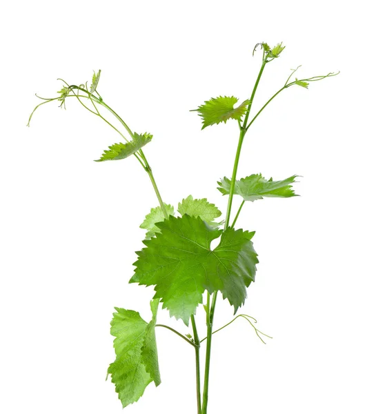 Traubenblätter Rebenzweig Mit Ranken Isoliert Auf Weißem Hintergrund Schneideweg Grüner — Stockfoto