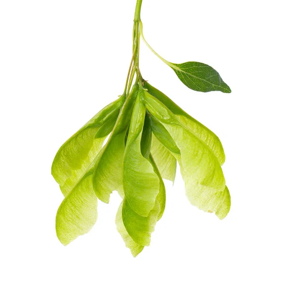 Ashleaf Akçaağaç Dalı Beyaz Arkaplanda Izole Edilmiş Akçaağaç Acer Negundo — Stok fotoğraf