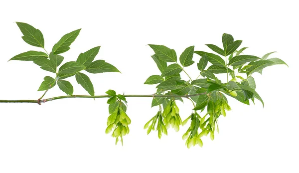 Feuille Érable Branche Isolée Sur Fond Blanc Feuilles Graines Érable — Photo