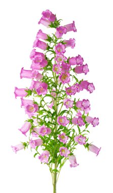Campanula çiçekleri beyaz arka planda izole edilmiş. Pembe çiçekler Canterbury çanları veya çan çiçekleri