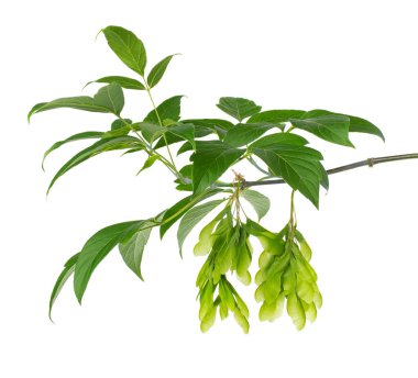 Ashleaf akçaağaç dalı beyaz arkaplanda izole edilmiş. Akçaağaç Acer negundo yaprakları ve tohumları