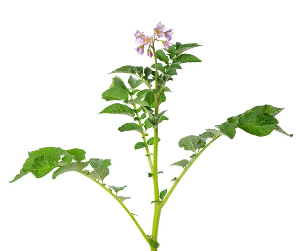 Potatisbuske Med Rosa Blommor Isolerad Vit Bakgrund Blommande Potatis Buske — Stockfoto