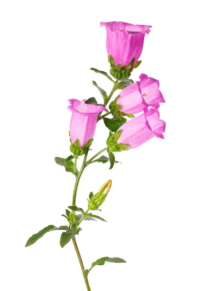 Campanula Fleurs Moyennes Isolées Sur Fond Blanc Fleurs Roses Cloches — Photo