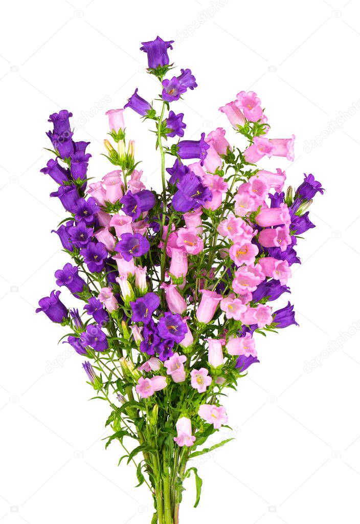 Campanula medium flowers isolated on white background. Bouquet of Canterbury bells or bell flower