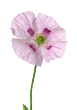 Gelincik çiçeği beyaz arka planda izole edilmiş. Tek pembe afyon haşhaşı. Papaver somniferum. Kesme yolu