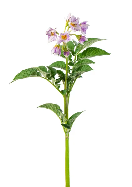 Aardappelstruik Met Roze Bloemen Geïsoleerd Witte Achtergrond Bloeiende Aardappelstruik Knippad — Stockfoto