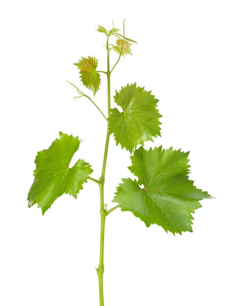 Grape Leaves Vine Branch Tendrils Isolated White Background Clipping Path — Stock Photo, Image