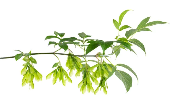 Feuille Érable Branche Isolée Sur Fond Blanc Feuilles Graines Érable — Photo