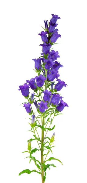 Campanula Medium Blommor Isolerad Vit Bakgrund Blå Blommor Canterbury Klockor — Stockfoto