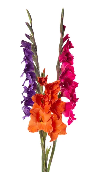 Bunga Gladiolus Terisolasi Pada Latar Belakang Putih Bouquet Gladiolus Bunga — Stok Foto
