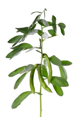 Yeşil fasulye çalısı, beyaz arka planda izole edilmiş. Fava fasulyesi