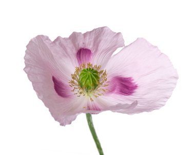 Gelincik çiçeği beyaz arka planda izole edilmiş. Tek pembe afyon haşhaşı. Papaver somniferum. Kesme yolu