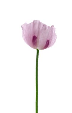 Gelincik çiçeği beyaz arka planda izole edilmiş. Tek pembe afyon haşhaşı. Papaver somniferum. Kesme yolu