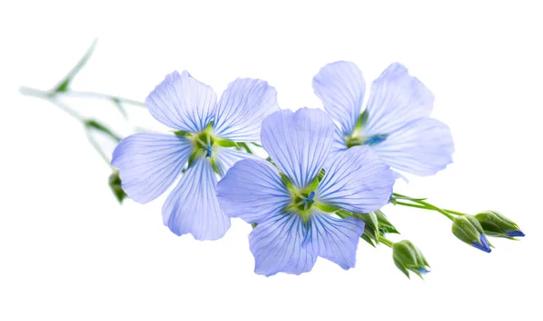Kwiaty Lnu Izolowane Białym Tle Len Zwyczajny Niebieski Siemię Lniane — Zdjęcie stockowe