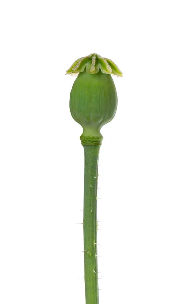 Φυτό Παπαρούνας Απομονωμένο Λευκό Φόντο Πράσινος Λοβός Οπίου Παπαρούνας Παπάς — Φωτογραφία Αρχείου