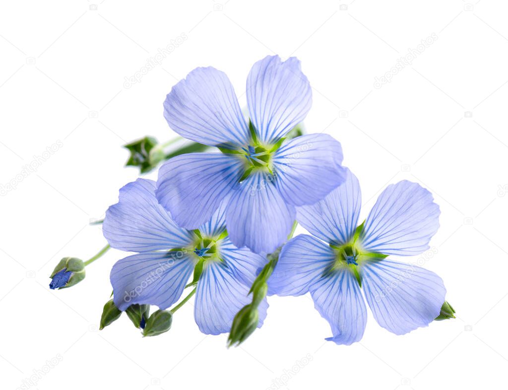Flax flowers isolated on white background. Blue common flax, linseed or linum usitatissimum