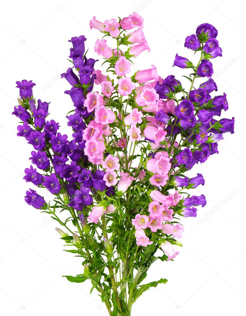 Campanula medium flowers isolated on white background. Bouquet of Canterbury bells or bell flower