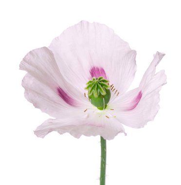 Gelincik çiçeği beyaz arka planda izole edilmiş. Tek pembe afyon haşhaşı. Papaver somniferum. Kesme yolu