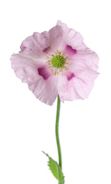 Gelincik çiçeği beyaz arka planda izole edilmiş. Tek pembe afyon haşhaşı. Papaver somniferum. Kesme yolu