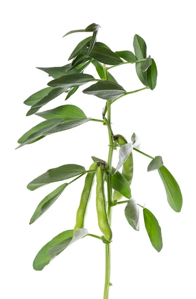 绿灌木 白色背景隔离 法瓦豆 — 图库照片