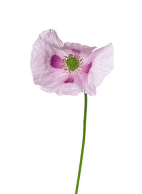 Gelincik çiçeği beyaz arka planda izole edilmiş. Tek pembe afyon haşhaşı. Papaver somniferum. Kesme yolu
