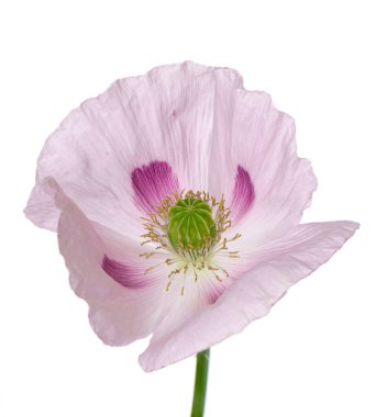 Gelincik çiçeği beyaz arka planda izole edilmiş. Tek pembe afyon haşhaşı. Papaver somniferum. Kesme yolu