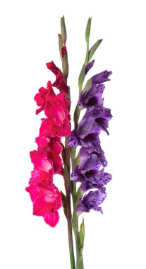 Beyaz arka planda izole edilmiş Gladiolus çiçeği. Bir buket gladiolus. Güzel yaz çiçekleri