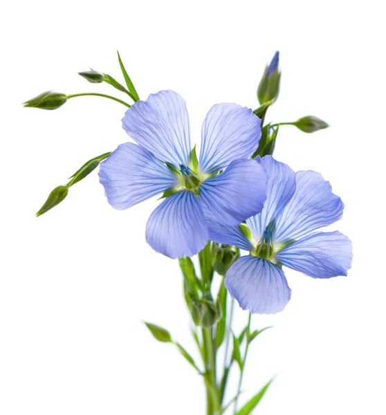 Vlas Bloemen Geïsoleerd Witte Achtergrond Boeket Van Blauw Gewoon Vlas — Stockfoto