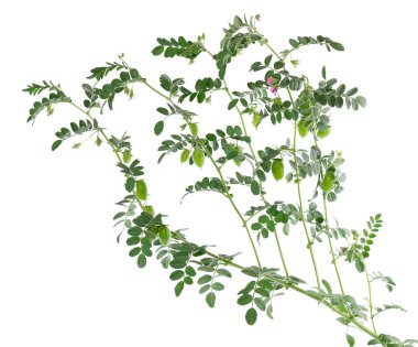 Yeşil nohut dalı beyaz arka planda izole edilmiş. Kabukta nohut ve çiçekler