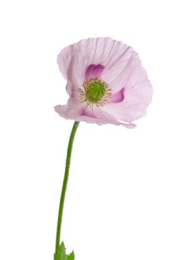 Gelincik çiçeği beyaz arka planda izole edilmiş. Tek pembe afyon haşhaşı. Papaver somniferum. Kesme yolu