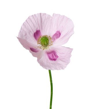 Gelincik çiçeği beyaz arka planda izole edilmiş. Tek pembe afyon haşhaşı. Papaver somniferum. Kesme yolu