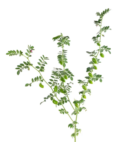 白い背景に孤立した緑のヒヨコマメの枝 ポッドと花の中のひよこ豆 — ストック写真