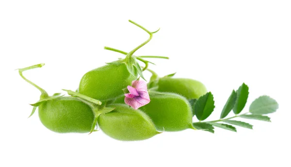 Green Chickpeas Pod Green Leaves Flowers Isolated White Background Cicer — Stock Photo, Image